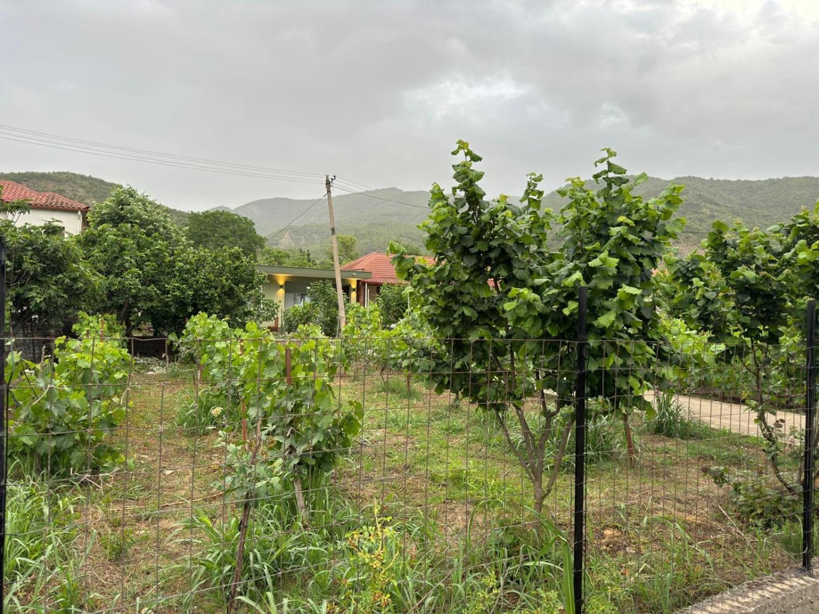 Green House Përmet 外观 照片